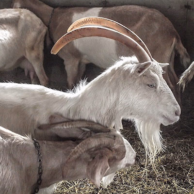 Cassis et Mélisse à Saint-Damien-de-Buckland : une escapade gourmande à la ferme, au cœur de Bellechasse